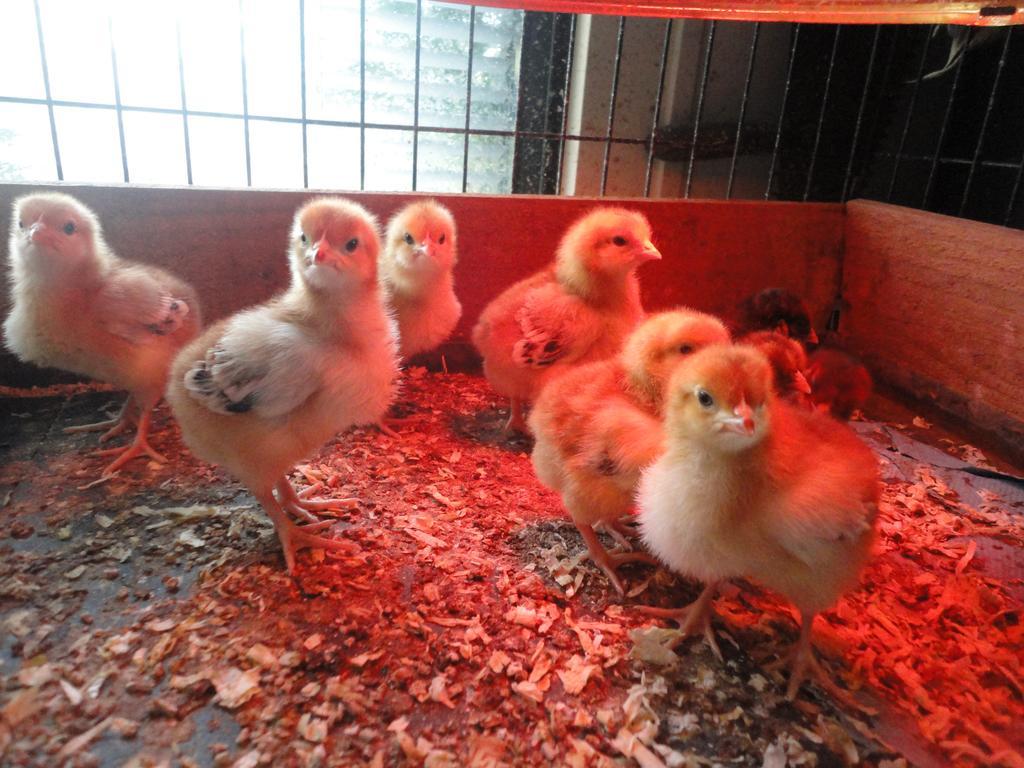 Willow Court Farm The Lodge & Petting Farm, 8 Mins From Legoland & Windsor, 15 Mins From Lapland Uk Luaran gambar
