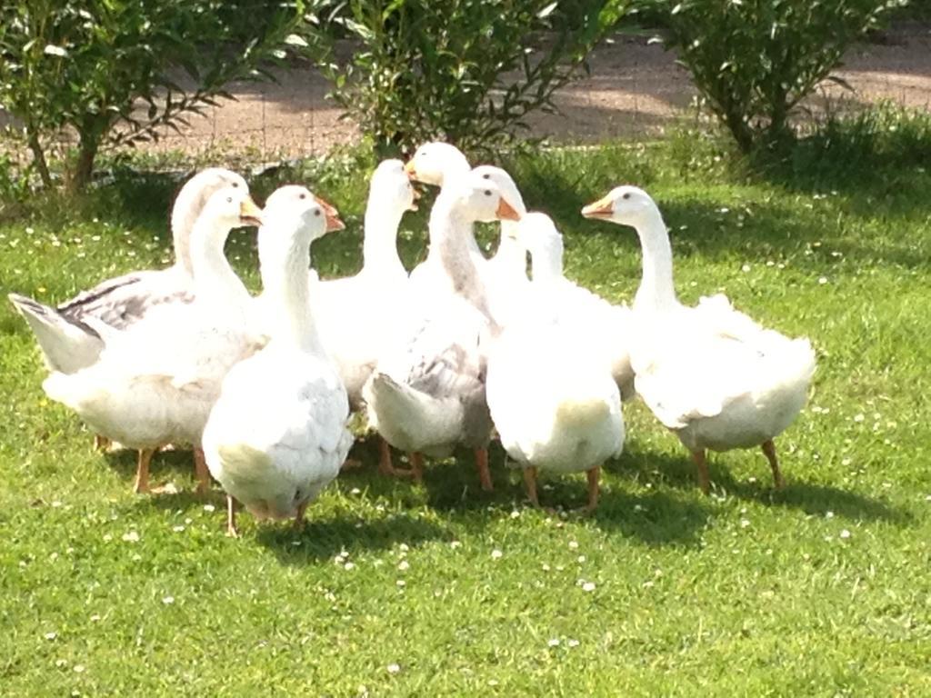 Willow Court Farm The Lodge & Petting Farm, 8 Mins From Legoland & Windsor, 15 Mins From Lapland Uk Luaran gambar