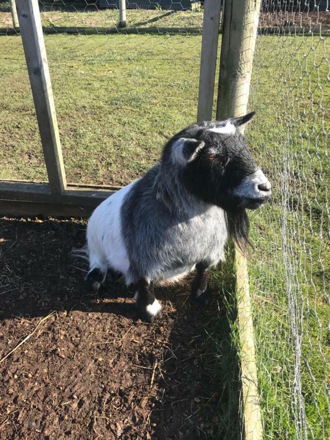 Willow Court Farm The Lodge & Petting Farm, 8 Mins From Legoland & Windsor, 15 Mins From Lapland Uk Luaran gambar
