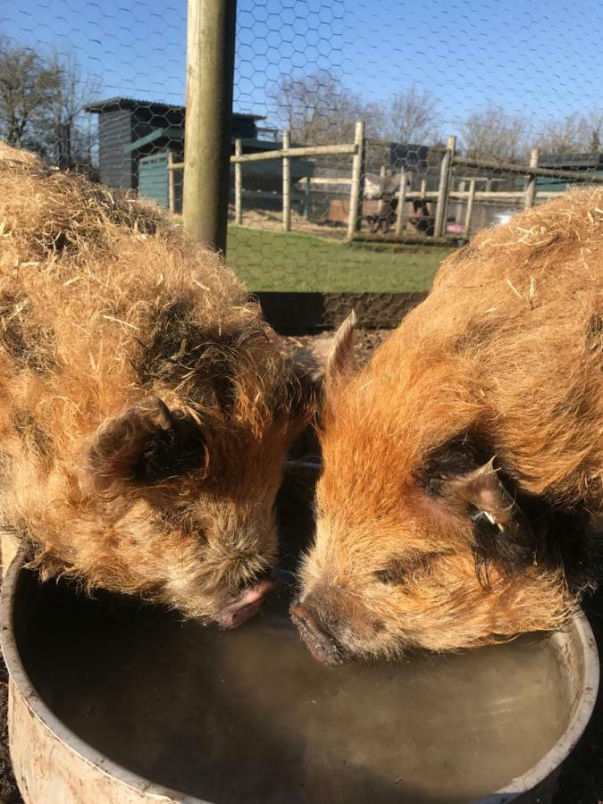Willow Court Farm The Lodge & Petting Farm, 8 Mins From Legoland & Windsor, 15 Mins From Lapland Uk Luaran gambar