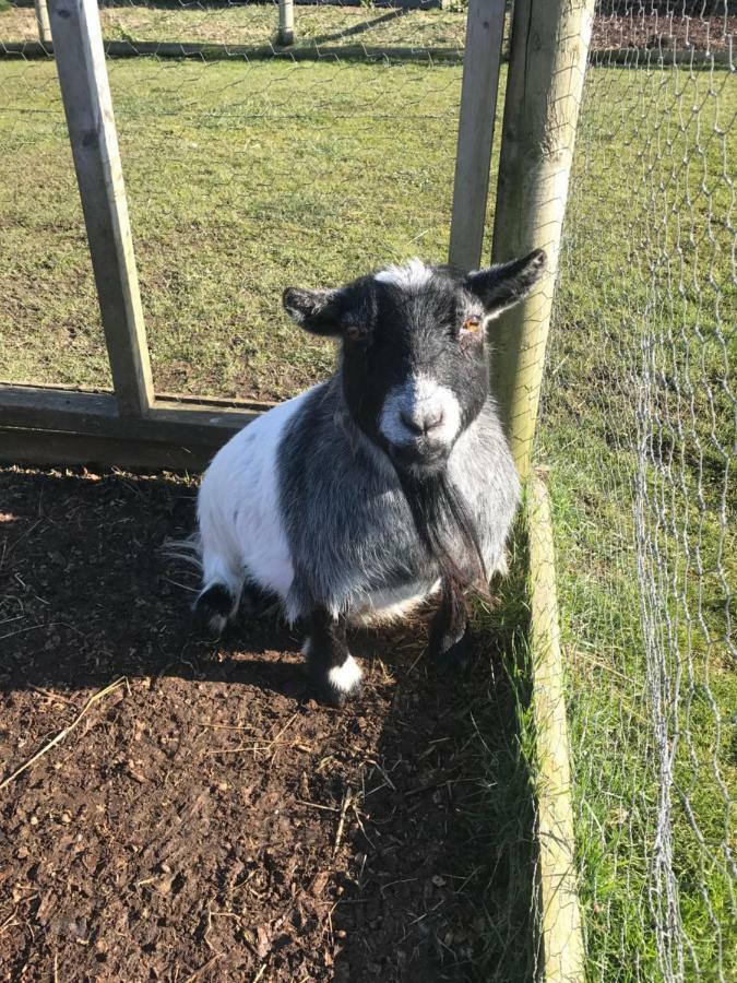 Willow Court Farm The Lodge & Petting Farm, 8 Mins From Legoland & Windsor, 15 Mins From Lapland Uk Luaran gambar
