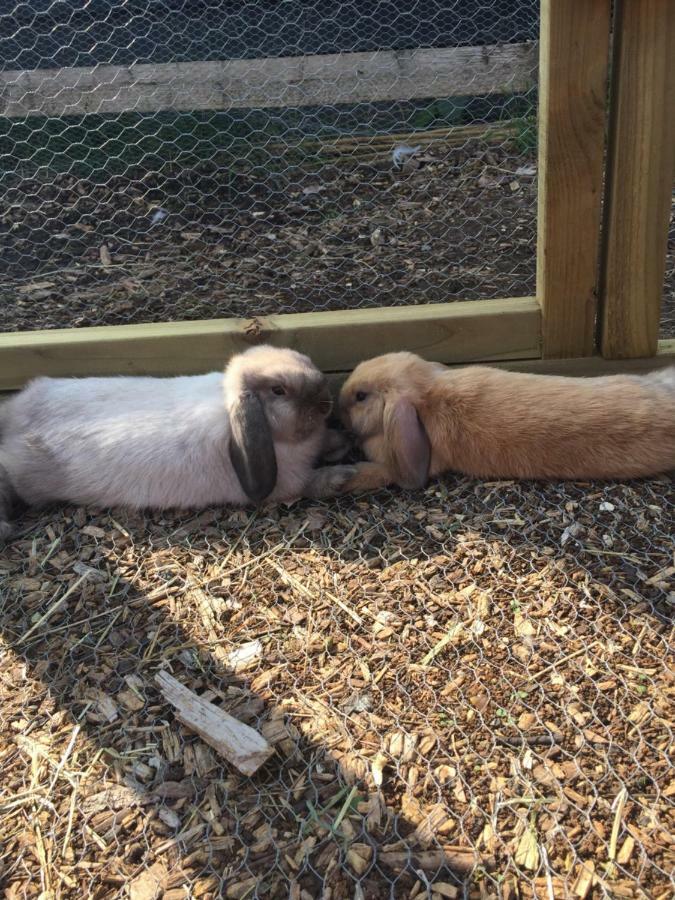 Willow Court Farm The Lodge & Petting Farm, 8 Mins From Legoland & Windsor, 15 Mins From Lapland Uk Luaran gambar