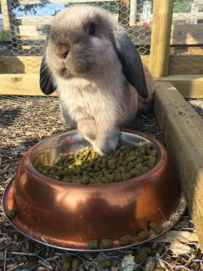 Willow Court Farm The Lodge & Petting Farm, 8 Mins From Legoland & Windsor, 15 Mins From Lapland Uk Luaran gambar